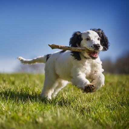 Accesorios para perros